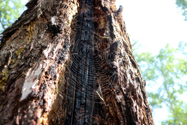 Cobweb in the bark of a coniferous tree.