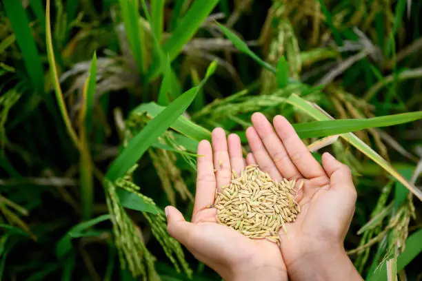 Woman holding a rice seed in hands, Nikon Z7