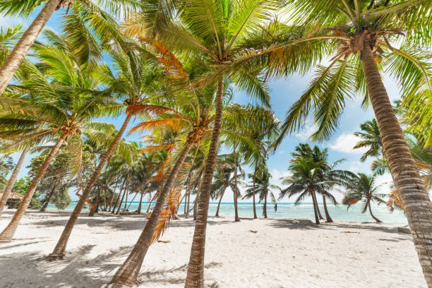 istock Palm trees in Bois Jolan beach. Guadeloupe 1356023563