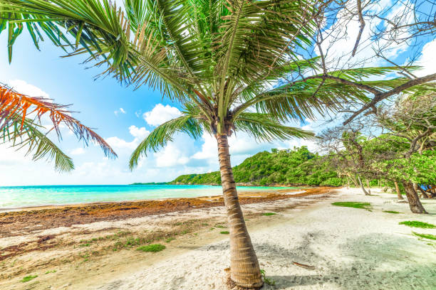 istock Palm tree in La Saline beach in Guadeloupe 1356024693