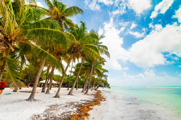 istock Bois Jolan beach in Guadeloupe 1356024833