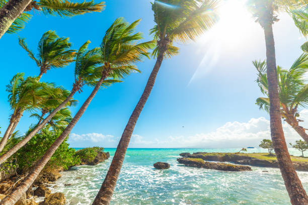 istock Tall palm trees and turquoise water in Bas du Fort shoreline 1356024934