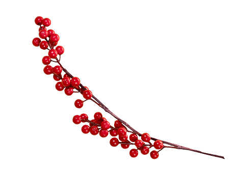 Red berry branch isolated on white background. Christmas design element.
