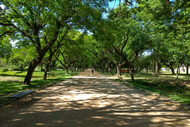 Trees covering the path with some spots of sun in Parque Marinha do Brasil.