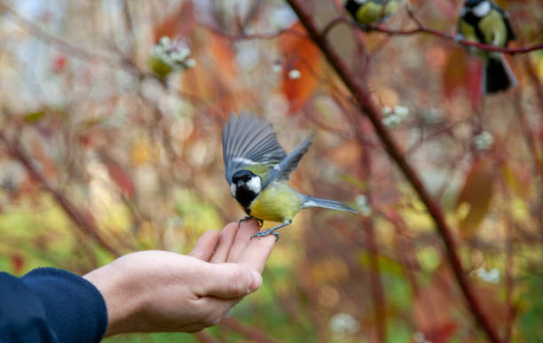 istock a man feeds a chickadee with his hand. a bird on the arm. 1356027710