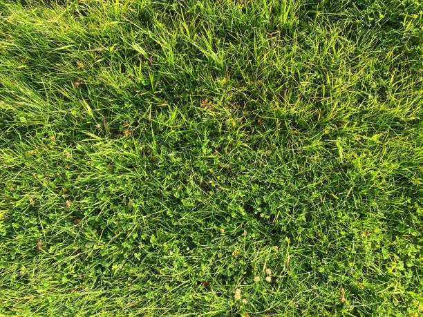 istock Green grass on a meadow. Closeup outdoor texture. 1356028854