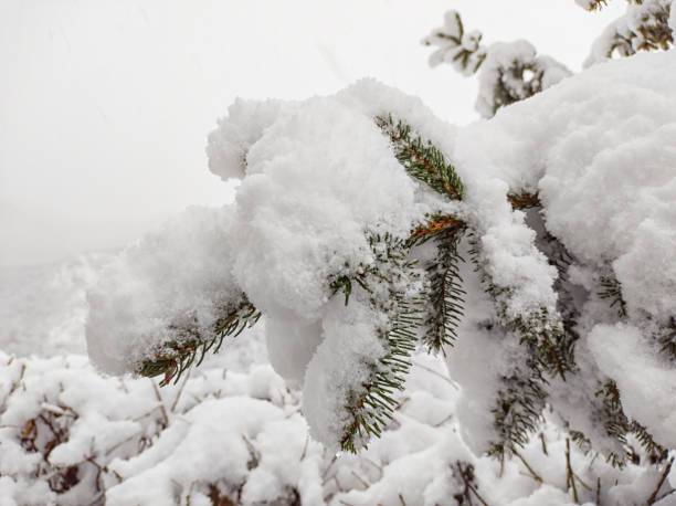 istock Accumulation of snow on a pine tree branch 1356032034