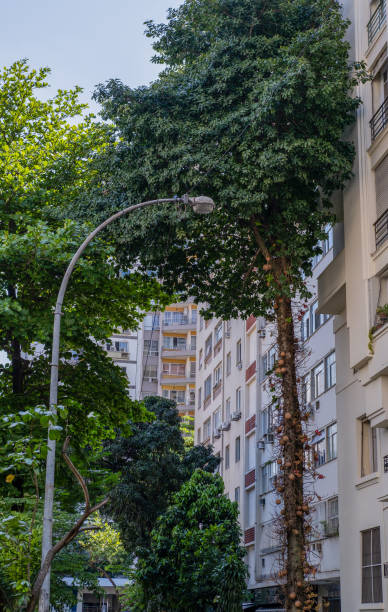 architecture of the residential district of flamengo in rio de janeiro - flamengo 個照片及圖片檔
