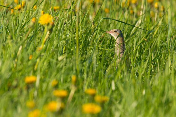 Corn crake, Crex crex, in tall lush green grass on a wild meadow in Estonian nature Corn crake, Crex crex, in tall lush green grass on a wild meadow in Estonian nature, Northern Europe. corncrake stock pictures, royalty-free photos & images