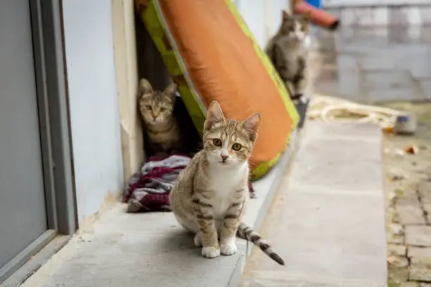 Photo of Gray kittens play in the yard. Homeless cats on the streets of Tbilisi.