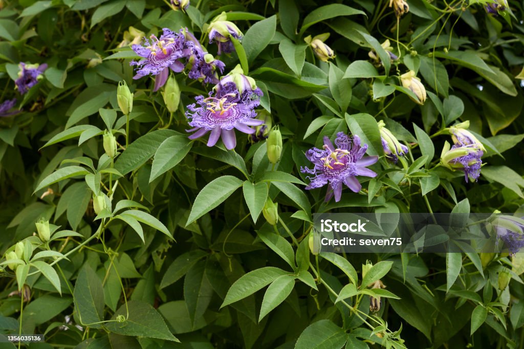 Passiflora incarnata in bloom Passiflora incarnata violet flowers Passion Flower Stock Photo