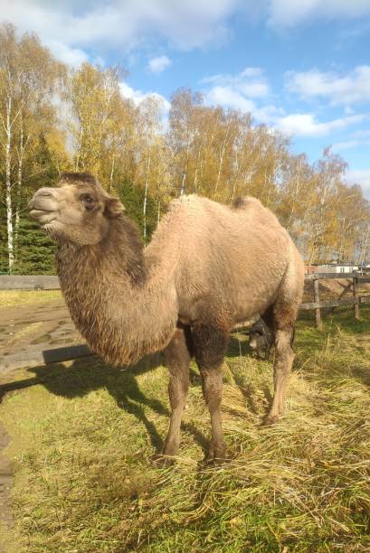 two-humped camel with a long hair walks against the background of autumn trees with yellow foliage on a sunny day. a bactrian domestic camel on a farm - bactrian camel imagens e fotografias de stock