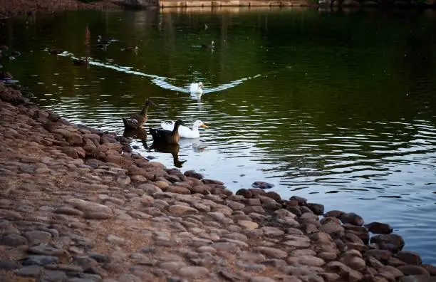 Photo of Ducks and geese on the lake at sunset, Ju Raku En, Queensland