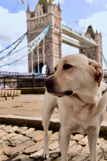 istock Dog Visiting Famous London Landmarks 1356044175