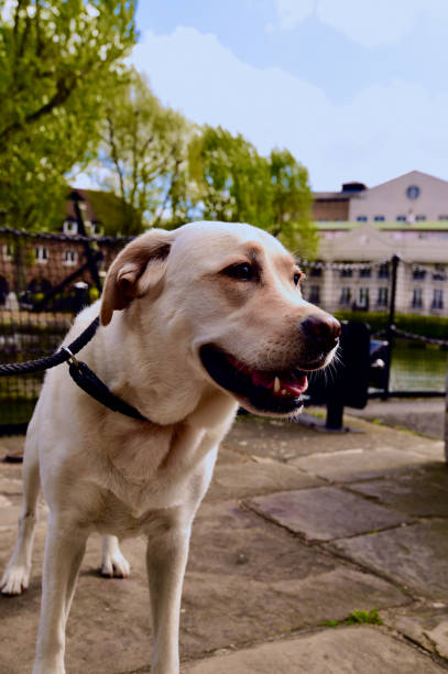 istock Dog Visiting Famous London Landmarks 1356044179