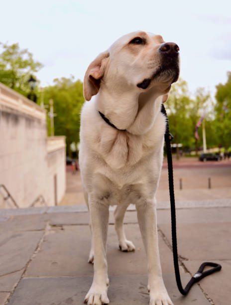 istock Dog Visiting Famous London Landmarks 1356044208