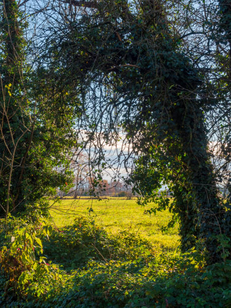 istock morning in a park in autumn 1356044250
