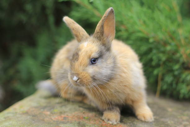 istock tricolor rabbit with blue eyes sitting on a rock 1356044347