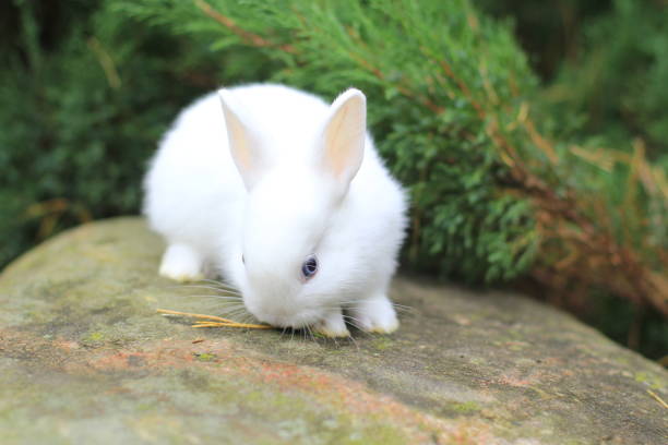 istock funny cute white rabbit with blue eyes 1356044406