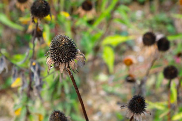 Coneflower seed heads are dry and can be seen as in the garden.