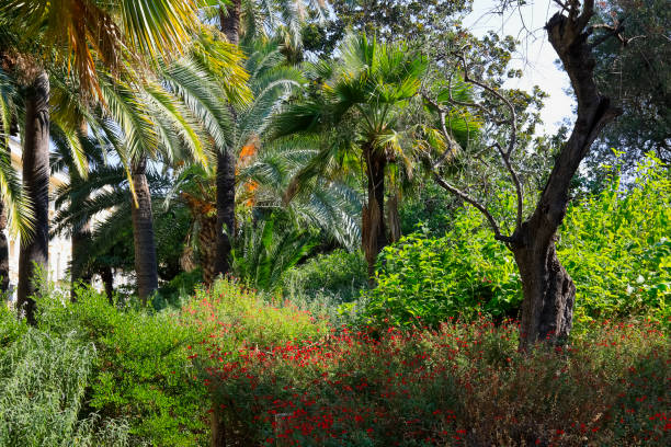 istock Palm trees and other vegetation 1356044464