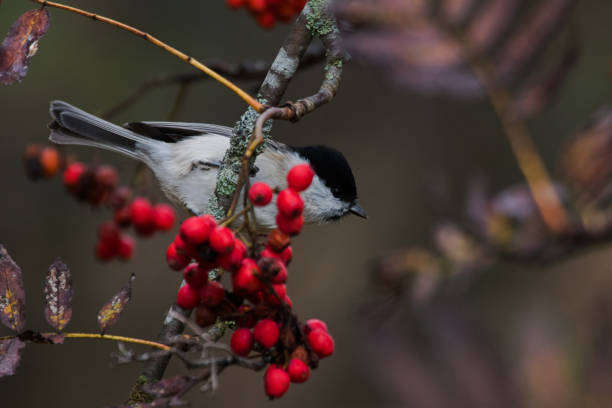 A small European songbird Marsh tit hanging on a bunch of ripe Rowan berries during autumn A small European songbird Marsh tit hanging on a bunch of ripe Rowan berries during autumn in Estonian forest. parus palustris stock pictures, royalty-free photos & images