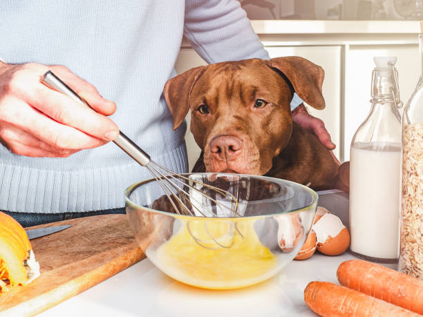 istock Adorable, pretty puppy and handsome man preparing a healthy breakfast 1356046573