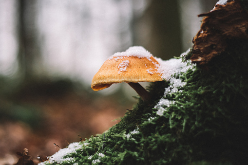 Mushroom covered by snow