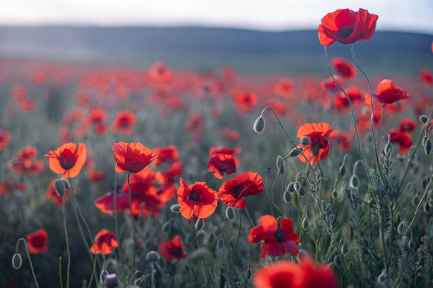 istock Red poppies close-up on an endless field with beautiful sunlight. 1356048229