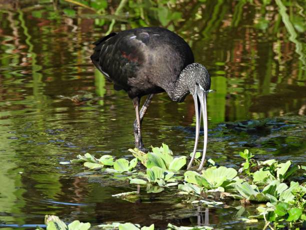 istock Glossy Ibis (Plegadis falcinellus) foraging in the wetlands 1356048399