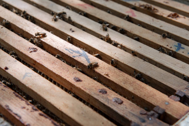 istock Beehive open for inspection by the beekeeper 1356051792