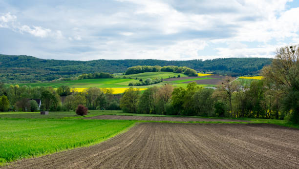 istock Crop landscape in Hessen Germany. green nature. 1356052045