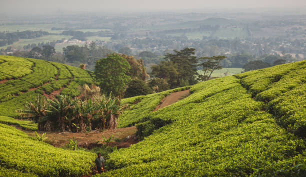 Mount Mulanje tea plantation, Malawi stock photo