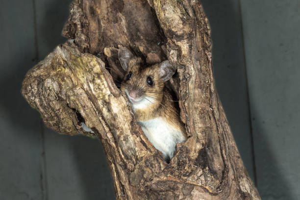 istock Wood Mouse Field Mouse Apodemus sylvaticus 1356053990