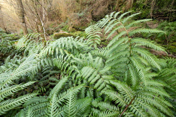 woodwardia radicans. woodwardia. seltener riesenfarn, der aus dem tertiär stammt. - natural pattern fern frond green stock-fotos und bilder