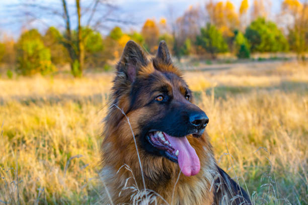istock german shepherd dog portrait in the meadow 1356056077