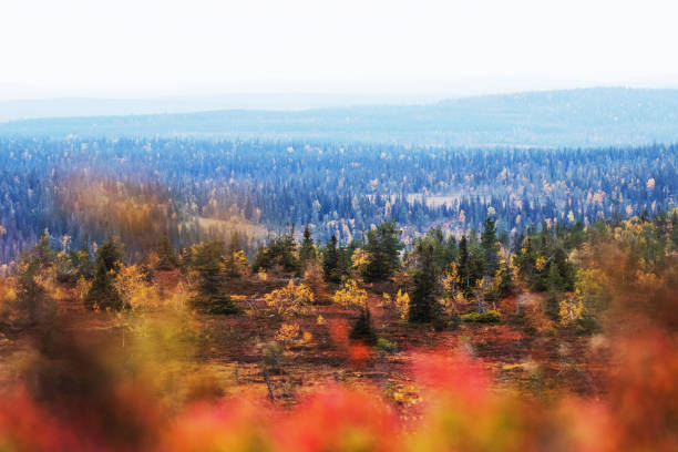 Riisitunturi National Park during colorful autumn foliage with some coniferous taiga forests and hills Riisitunturi National Park during colorful autumn foliage with some coniferous taiga forests and hills in the background, Finnish nature. finnish lapland autumn stock pictures, royalty-free photos & images