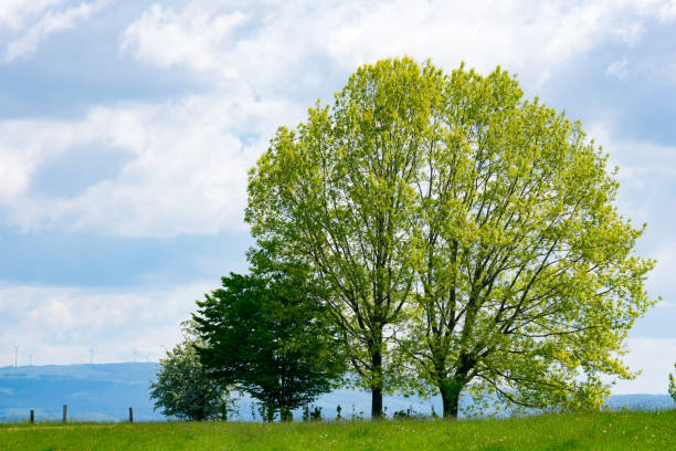 istock Green tree with grass, land, forest, mountain landscape, blue sky view in Hessen Germany 1356056216