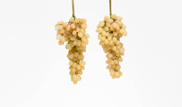 istock Green grapes Kishmish in women's hands 1356057441