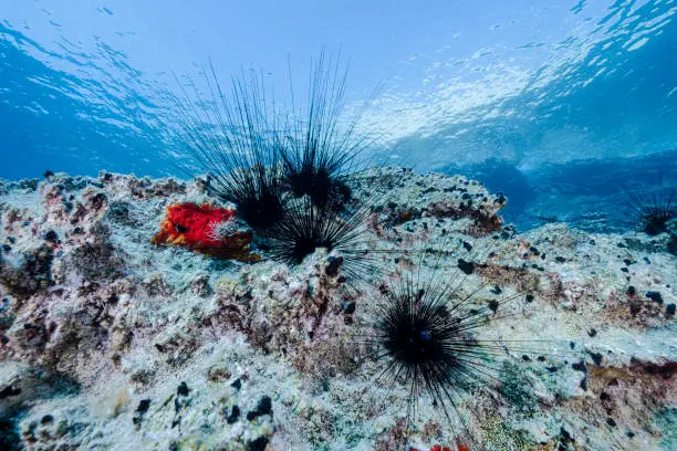 Red Sea migrant sea urchins on Turkey's Aegean coast