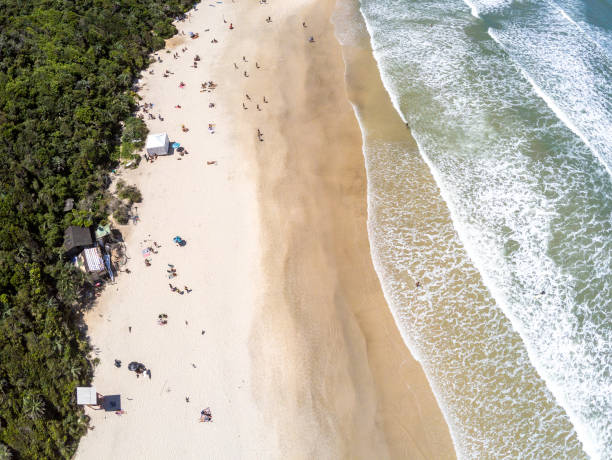 istock Aerial view of with forest and beach 1356058901