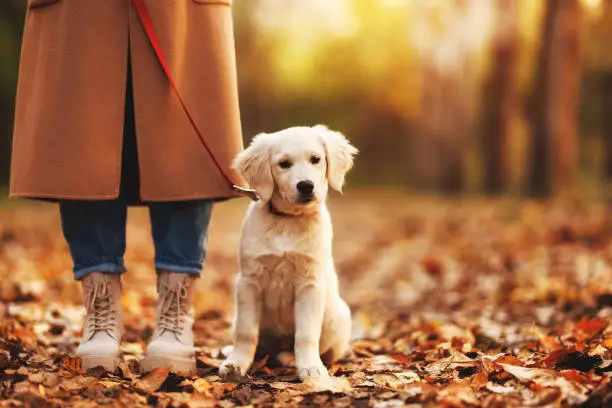 Photo of Cute adorable white golden retriever puppy sitting near female legs during walk in autumn forest