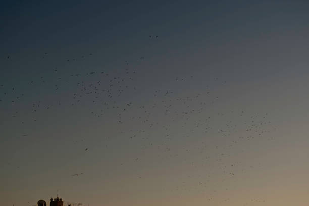 On a summer day in Izmir It is wonderful to watch the birds and enjoy the weather on a summer day in Izmir. kompozisyon stock pictures, royalty-free photos & images