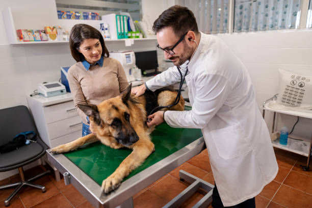 istock Veterinarian examining German Shepherd Dog 1356060091
