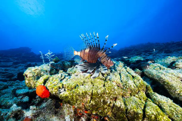 Migratory lionfish from the Red Sea on the Aegean coast of Turkey