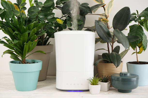 istock Modern humidifier and indoor plants in the room. 1356061336