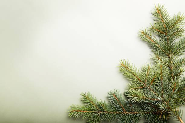istock Christmas pine branches on olive background, xmas concept 1356062481