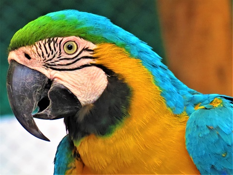 Close-up of a Great green macaw head shot, open beak, Ara ambiguus, Isolated on white