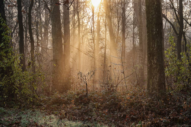 istock Forest landscape at Monza Park, at dawn. 1356062741