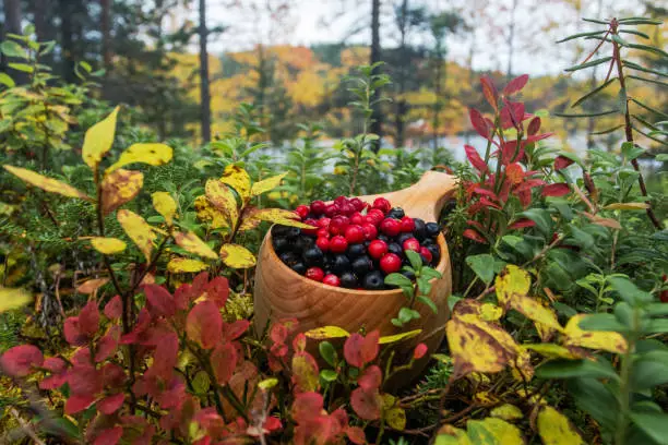 A wooden cup filled with freshly picked ripe lingonberries and crowberries as northern delicacy in the Finnish taiga forest during autumn foliage.